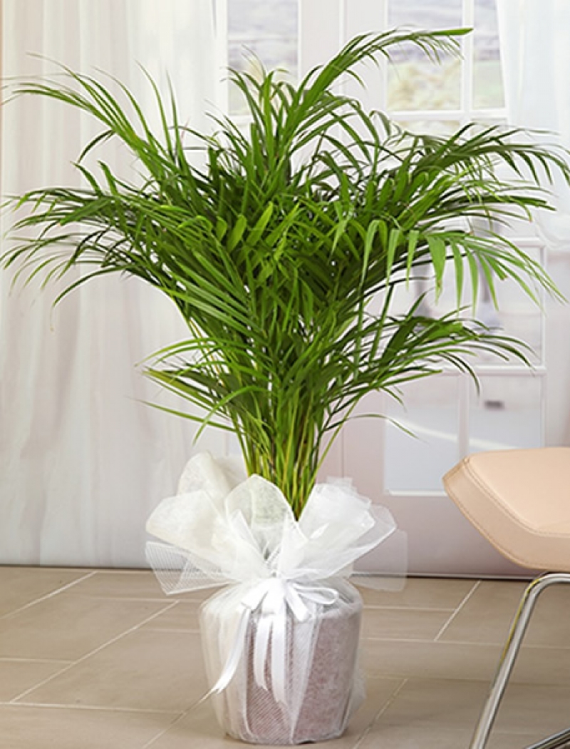 Areka Palmiyesi 130 - 150 cm