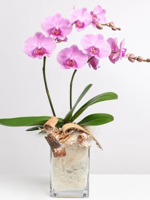 Pink Orchid In Vase