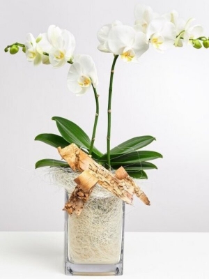 White Orchid In Vase